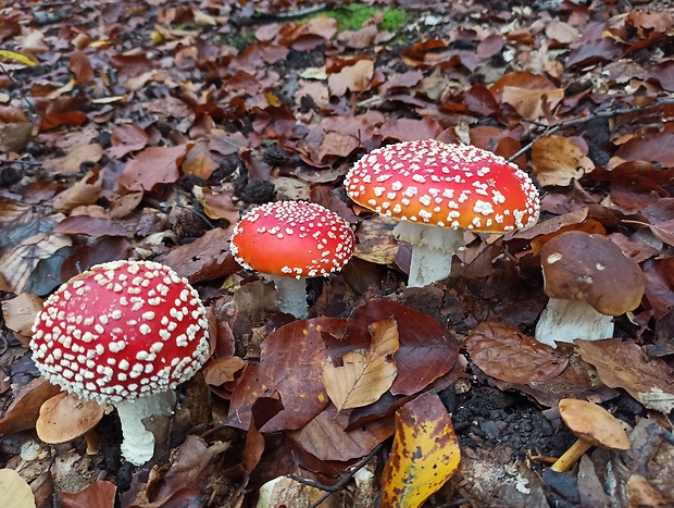 muchotrávka červená Amanita muscaria (L.) Lam.