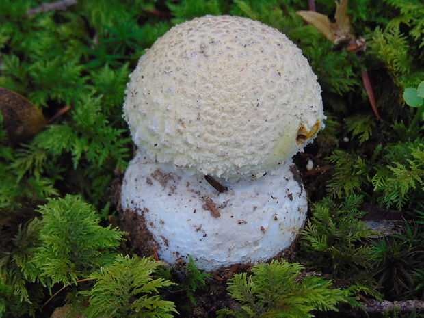 muchotrávka červenkastá Amanita rubescens Pers.