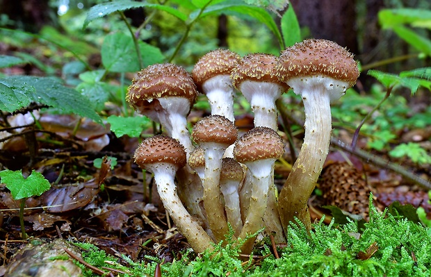 podpňovka Armillaria sp.