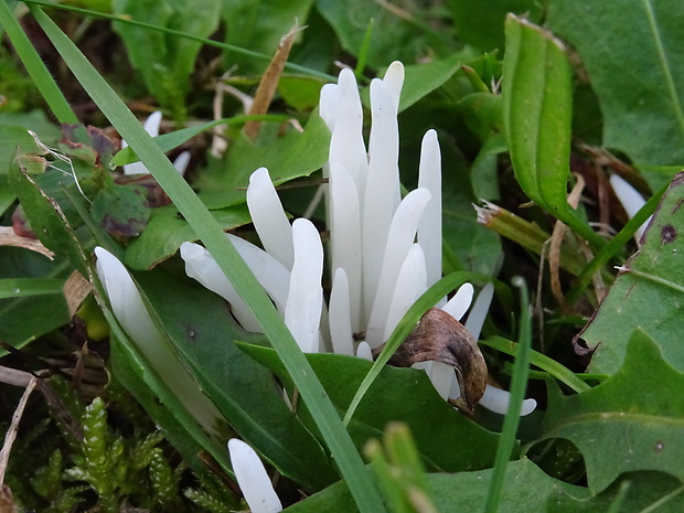 kyjačik lámavý Clavaria fragilis Holmsk.