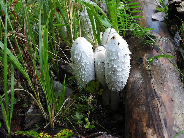 hnojník obyčajný Coprinus comatus (O.F. Müll.) Pers.