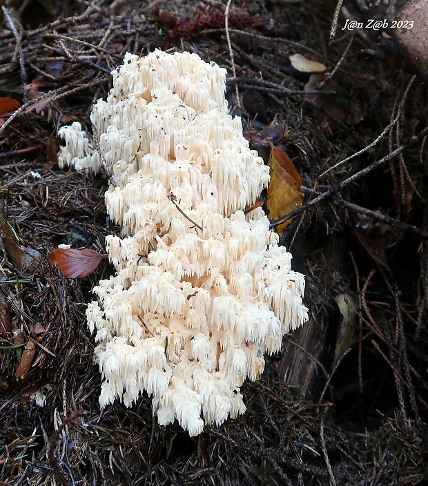 koralovec jedľový Hericium alpestre Pers.