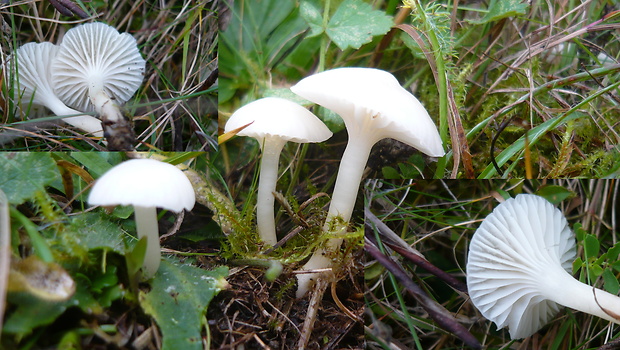 lúčnica juchtová Hygrocybe russocoriacea (Berk. & T.K. Mill.) P.D. Orton & Watling