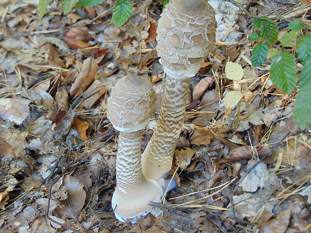 bedľa vysoká Macrolepiota procera (Scop.) Singer