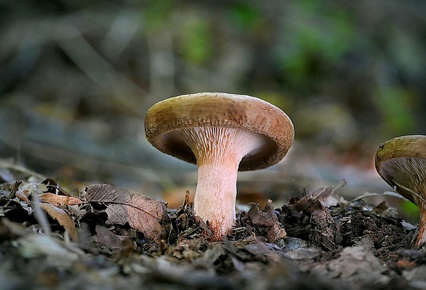 čechračka podvinutá Paxillus involutus (Batsch) Fr.