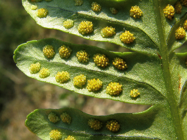 sladič pílkovitý Polypodium interjectum Shivas