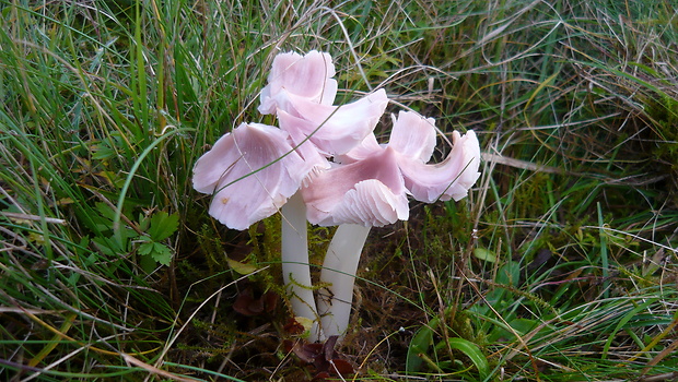 lúčnica ružovočervená Porpolomopsis calyptriformis (Berk.) Bresinsky