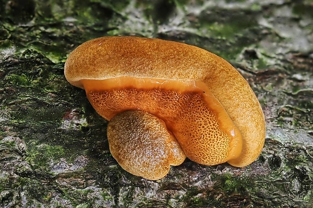 pňovka neskorá Sarcomyxa serotina (Pers.) P. Karst.