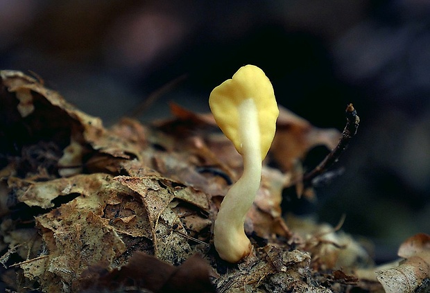 lopatička žltkastá Spathularia flavida Pers.