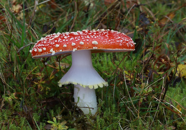 muchotrávka červená Amanita muscaria (L.) Lam.