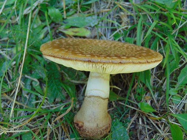 muchotrávka Amanita sp.