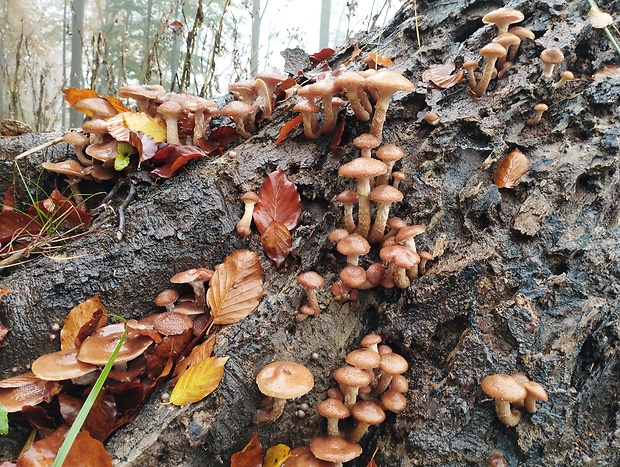 podpňovka Armillaria sp.