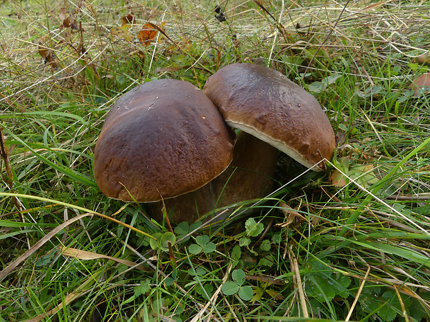 hríb smrekový Boletus edulis Bull.