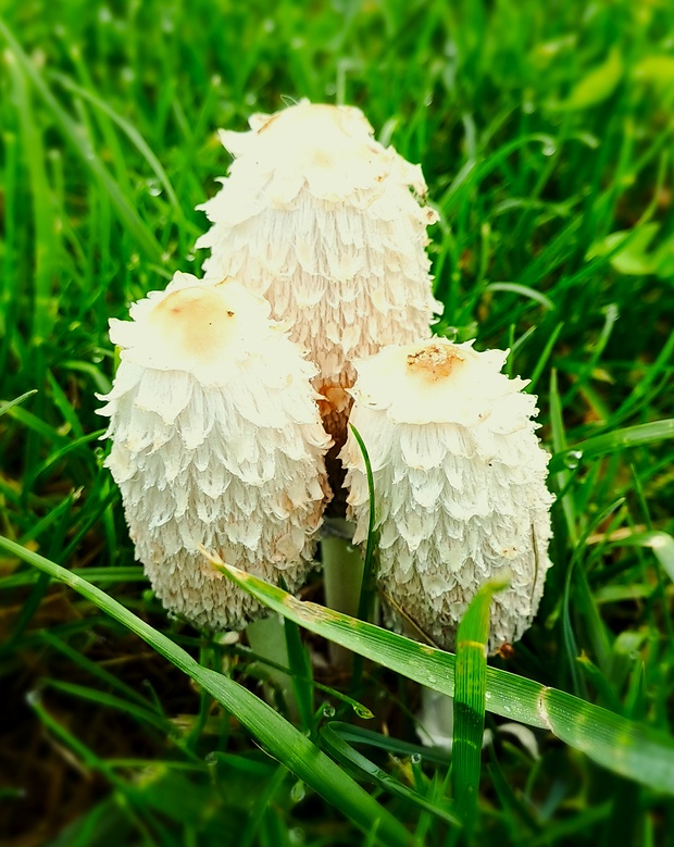 hnojník obyčajný Coprinus comatus (O.F. Müll.) Pers.