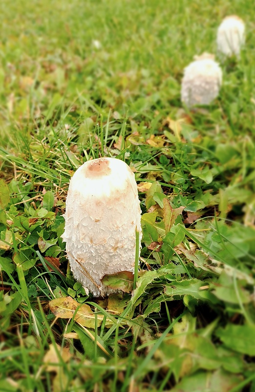 hnojník obyčajný Coprinus comatus (O.F. Müll.) Pers.