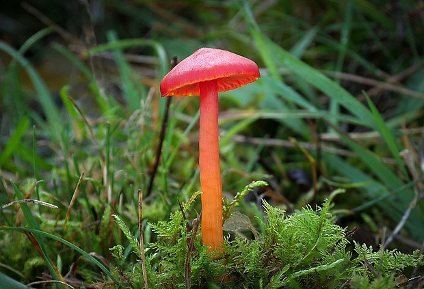 lúčnica šarlátová Hygrocybe coccinea (Schaeff.) P. Kumm.