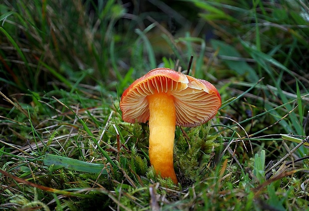 lúčnica granátovočervená Hygrocybe punicea (Fr.) P. Kumm.