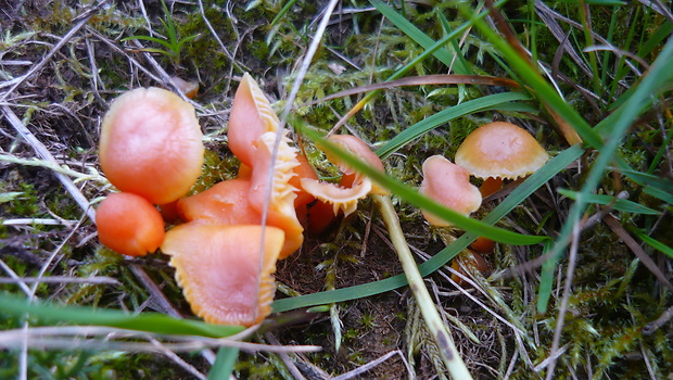 lúčnica Reidova Hygrocybe reidii Kühner