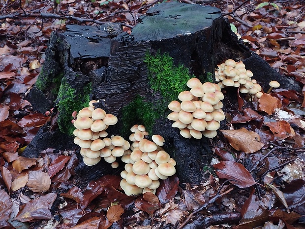 strapcovka zväzkovitá Hypholoma fasciculare (Huds.) P. Kumm.