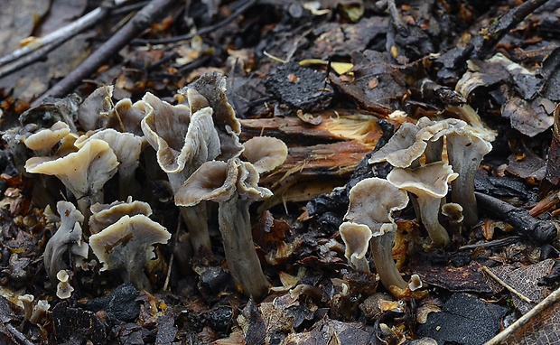 palievik kučeravý Pseudocraterellus undulatus (Pers.) Rauschert