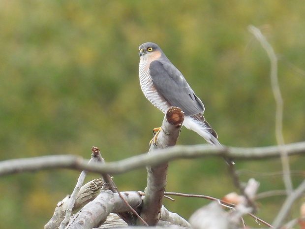 jastrab krahulec Accipiter nisus