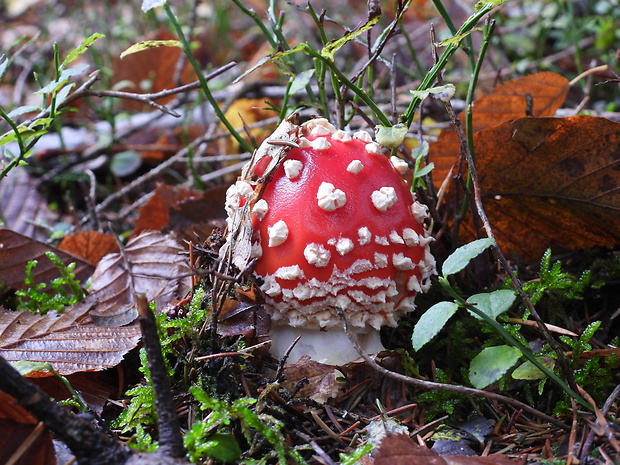 muchotrávka červená Amanita muscaria (L.) Lam.