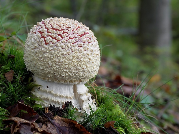 muchotrávka červená Amanita muscaria (L.) Lam.