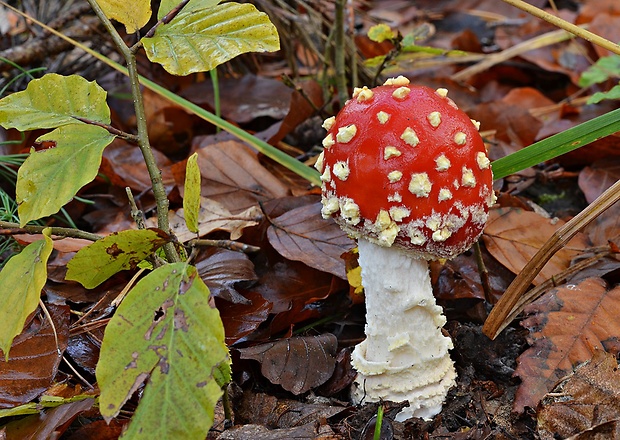 muchotrávka červená Amanita muscaria (L.) Lam.