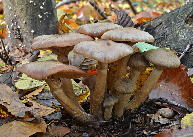 podpňovka obyčajná Armillaria mellea (Vahl) P. Kumm.