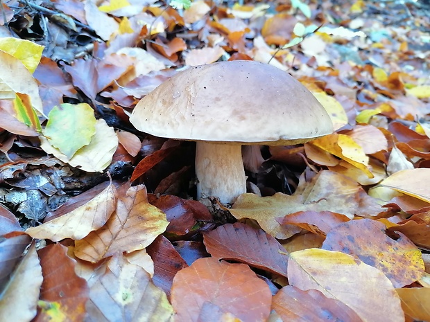 hríb smrekový Boletus edulis Bull.