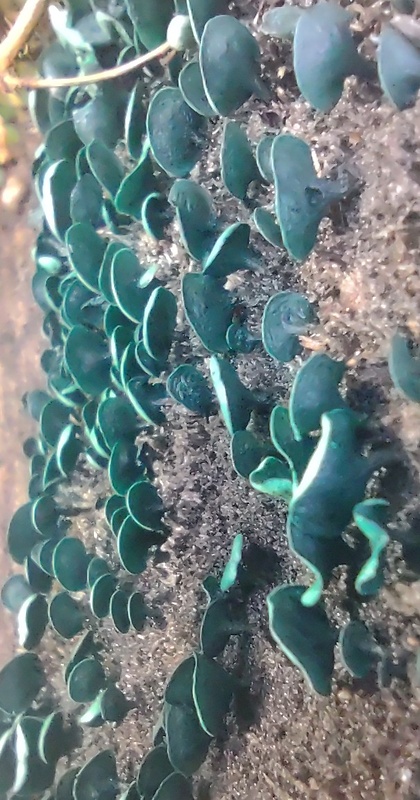 zelenica Chlorociboria sp.