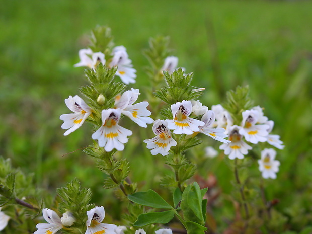 očianka rostkovova Euphrasia rostkoviana Hayne