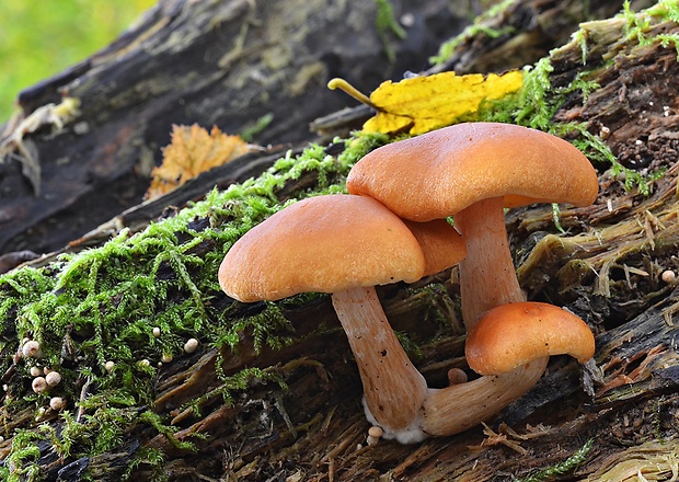 šupinovec Gymnopilus sp.