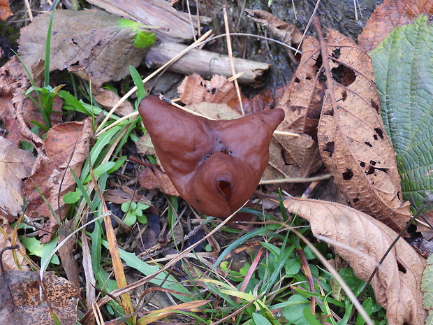 ušiak mitrovitý Gyromitra infula (Schaeff.) Quél.