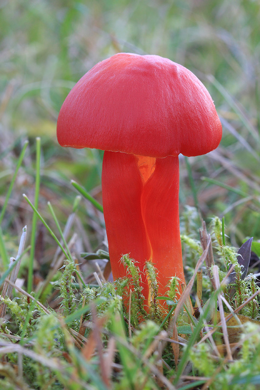 lúčnica šarlátová Hygrocybe coccinea (Schaeff.) P. Kumm.