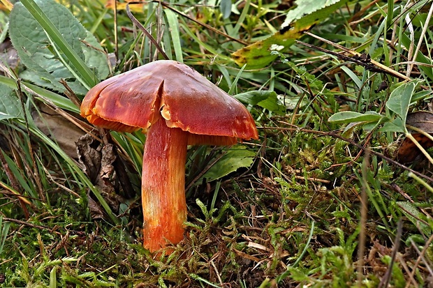 lúčnica granátovočervená Hygrocybe punicea (Fr.) P. Kumm.