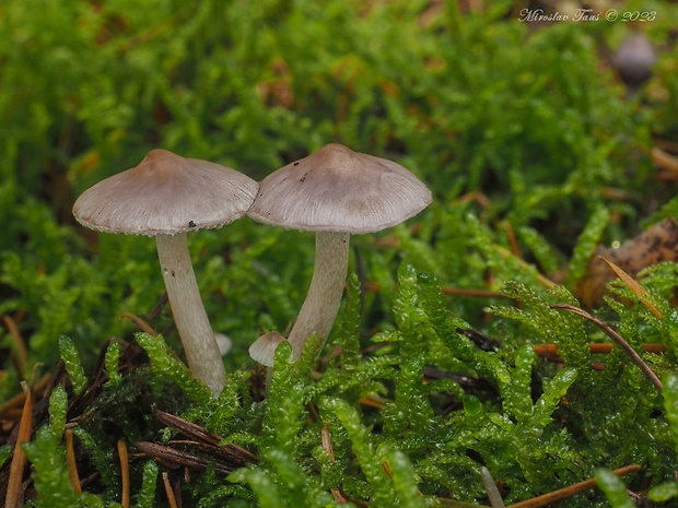 vláknica hlinovolupeňová Inocybe geophylla (Bull.) P. Kumm.