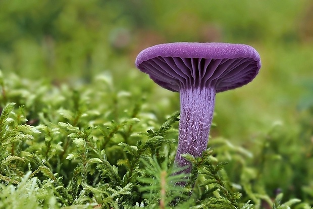 lakovka ametystová Laccaria amethystina (Huds.) Cooke