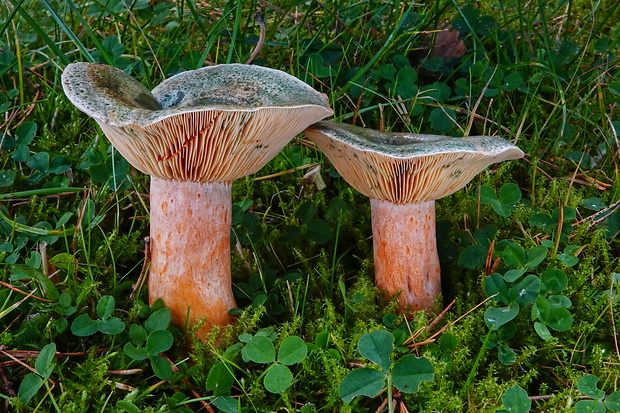 rýdzik oranžovokrvavý Lactarius semisanguifluus R. Heim & Leclair