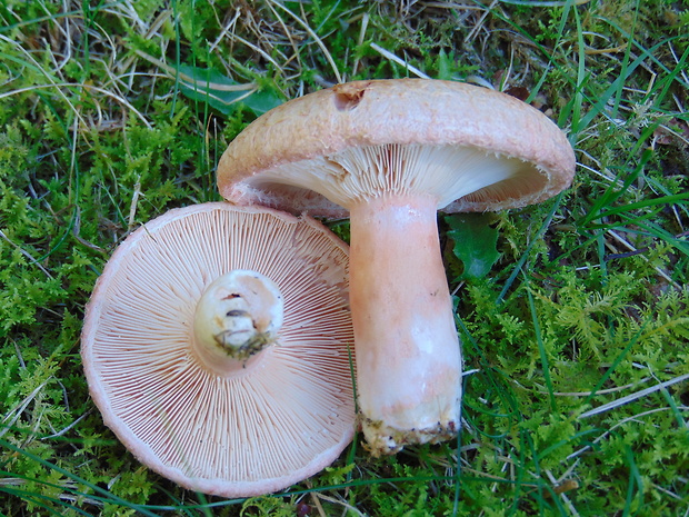 rýdzik Lactarius sp.