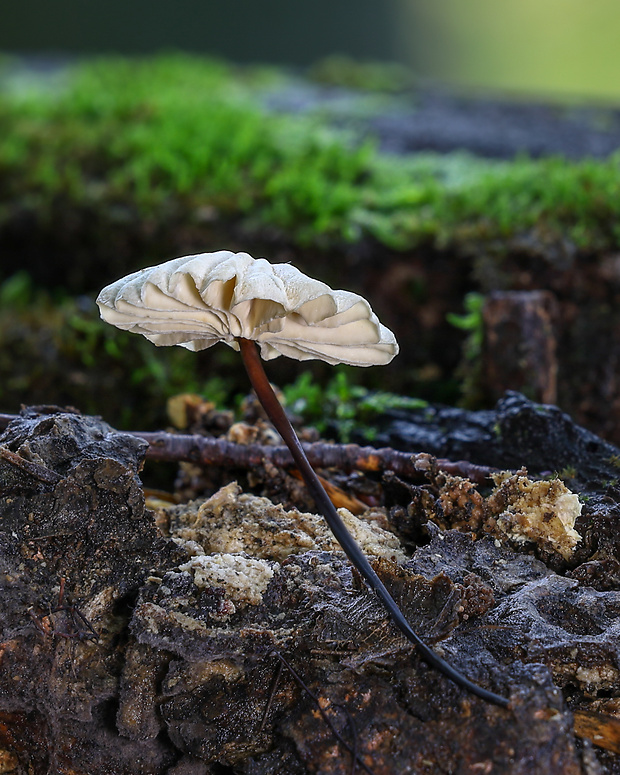 tanečnica golieriková Marasmius rotula (Scop.) Fr.