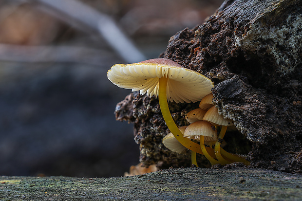 prilbička žltohlúbiková Mycena renati Quél.