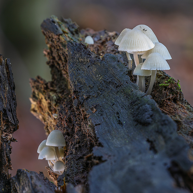 prilbička Mycena sp.