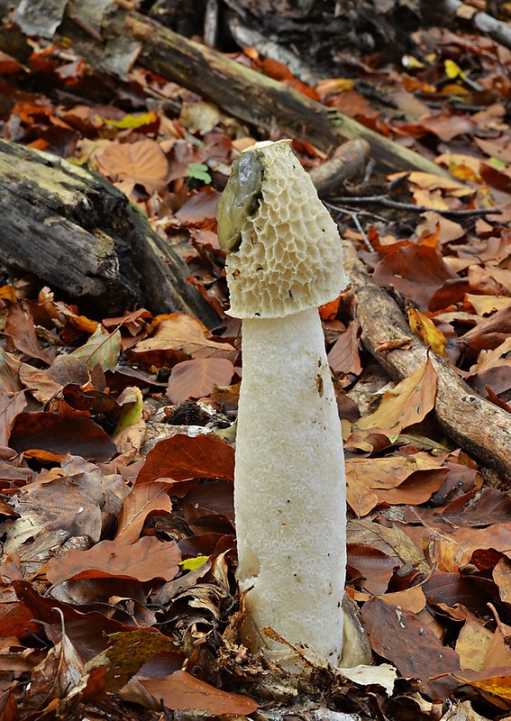 hadovka smradľavá Phallus impudicus L.