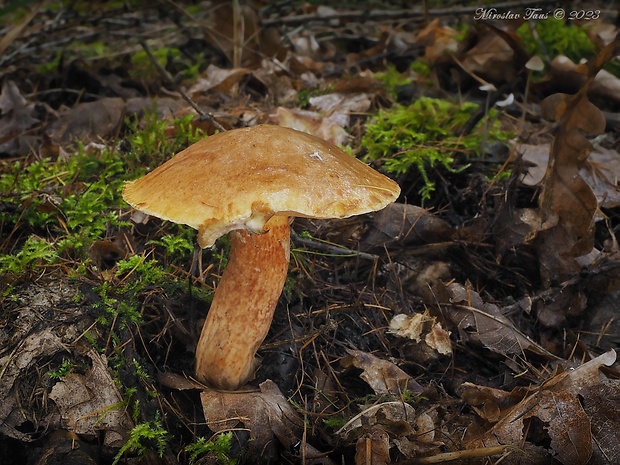 masliak tridentský Suillus tridentinus (Bres.) Singer