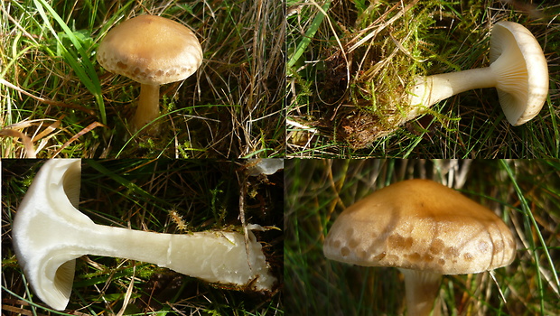 strmuľka kyjakovitá Ampulloclitocybe clavipes (Pers.) Redhead, Lutzoni, Moncalvo & Vilgalys