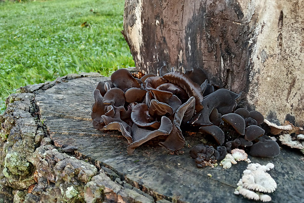 uchovec bazový Auricularia auricula-judae (Bull.) Quél.