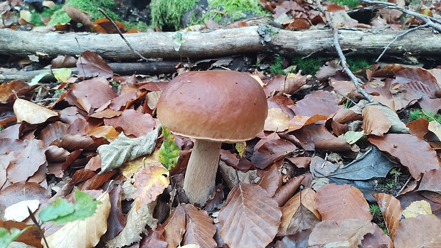 hríb Boletus sp.