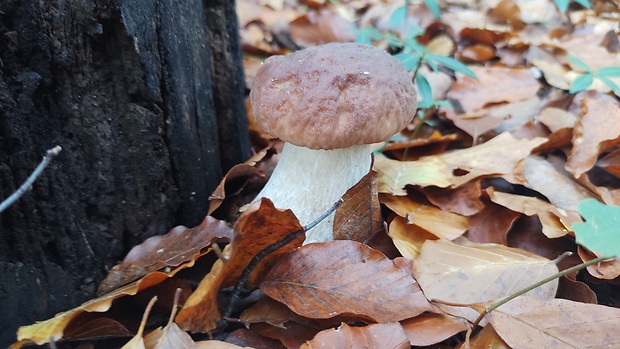 hríb Boletus sp.