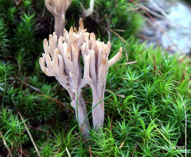 konárovka popolavá Clavulina cinerea (Bull.) J. Schröt.